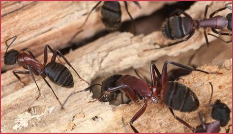 Are there carpenter ants in Utah?