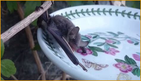 Do bats like salt water?