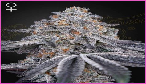 Dosidos x Holy Punch Genetics