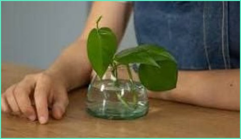 How long does it take for a plant to root in water?