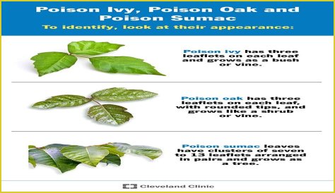What's the best medicine for poison ivy?