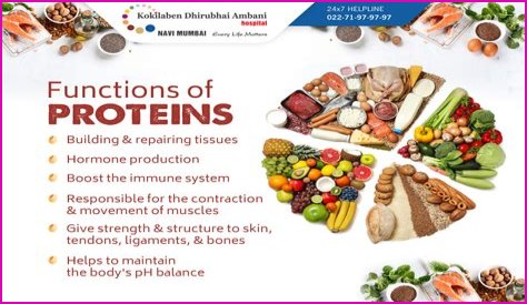 Why are fibrous proteins important?